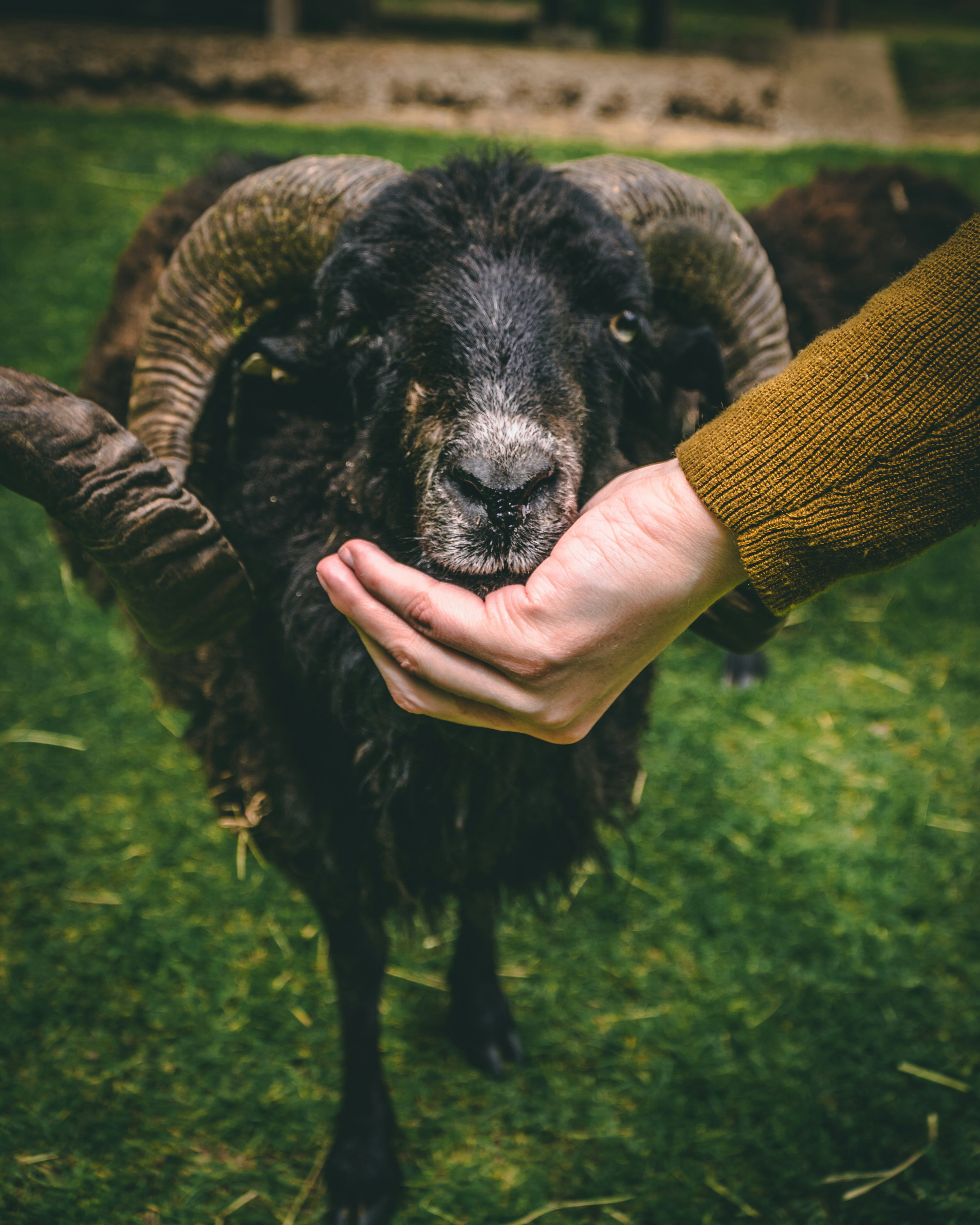 black ram on green grass field during daytime